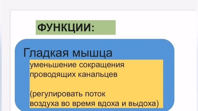 дыхательная система#Носовая полость#бронхи смотреть онлайн