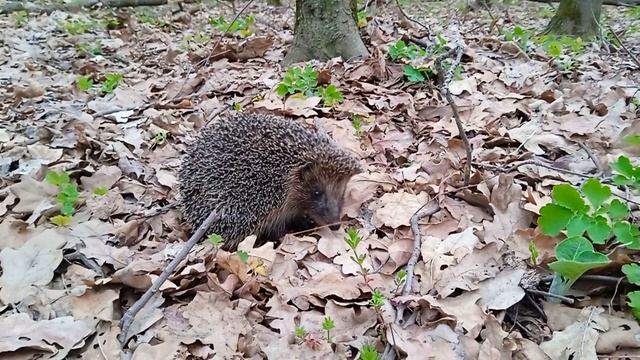 Ёж ( Erinaceus europaeus ) смотреть онлайн