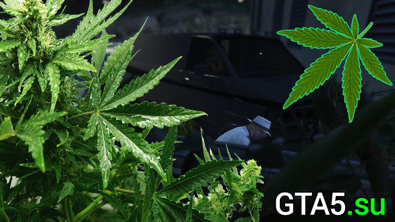 ОБКУРЕННЫЕ В ФУРГОНЕ - МАРИХУАНА смотреть онлайн