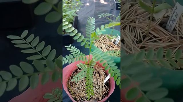 Гледичия трехколючковая: 2-месячные всходы смотреть онлайн