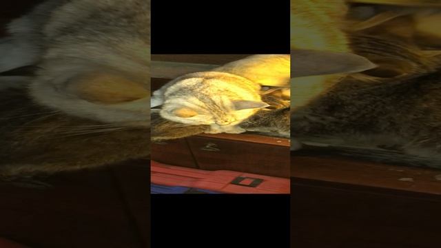 Кошка кормит котят и даже приёмного котенка. The cat feeds kittens and even an adopted kitten. смотреть онлайн