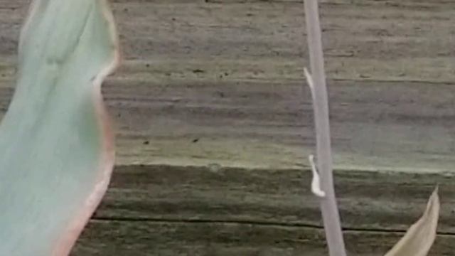 ALOE STRIATA SUCCULENT PLANT смотреть онлайн