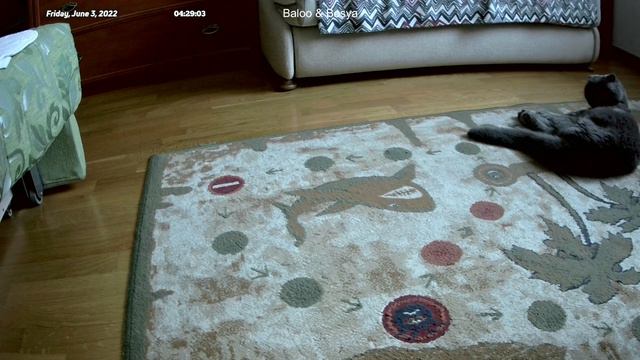 Жизнь котов, когда верные друзья рядом (03.06.2022 (00:00 (UTC+3))) смотреть онлайн