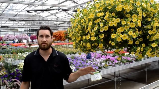 How to Correctly Water a Hanging Basket смотреть онлайн