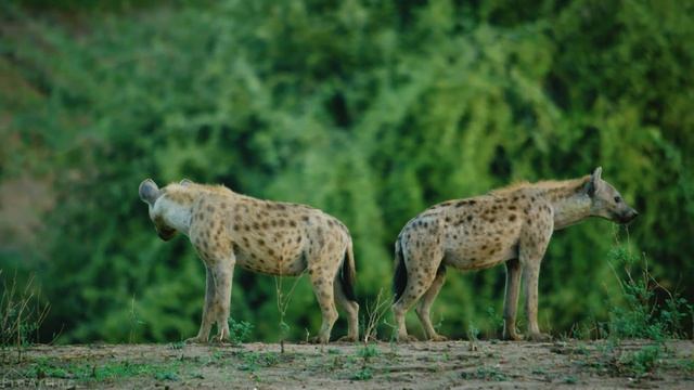 BEST OF AFRICA - African Wildlife Film - Amazing Animals In 4K UHD - Part #1