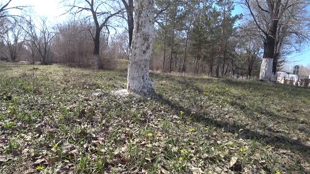 Жёлтенькие цветочки в Центральном парке Караганды в апреле 2021 года смотреть онлайн