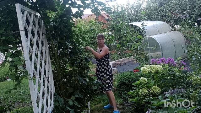 Обрезаю ежевику Бжезина после плодоношения. смотреть онлайн