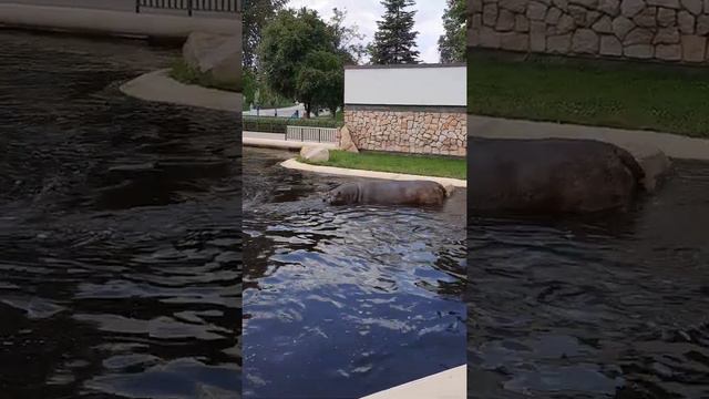 Купание Бегемотиков. смотреть онлайн