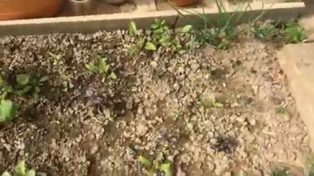 Свежие огурчики 1 июня смотреть онлайн
