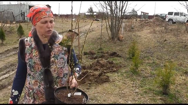 ТАЙНА ПОДАРКА, Подсаживаю всех на козье молоко смотреть онлайн