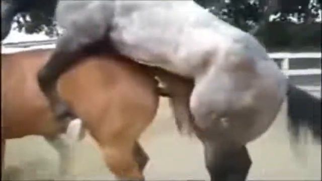 ПРИКОЛЫ Лошадка лошадку вах вах!!!