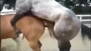 ПРИКОЛЫ Лошадка лошадку вах вах!!!