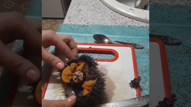 Вынимаем икру из морского ежа смотреть онлайн
