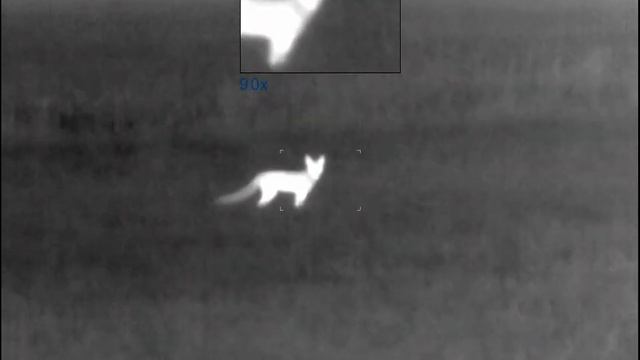 Pulsar Axion XM30 Thermal Imaging Spotter - Fox and Roe Buck смотреть онлайн