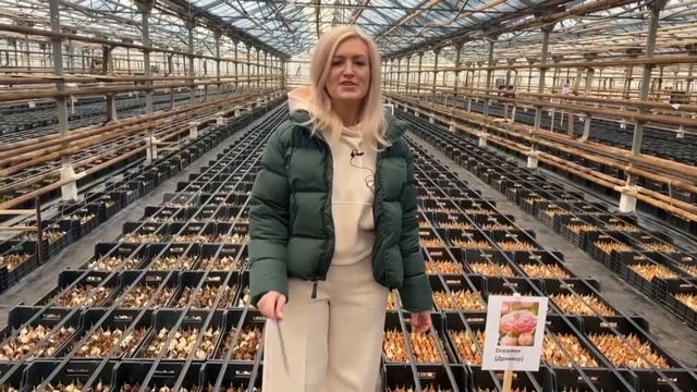 Первые замеры тюльпанов. Сезон 2023-2024 смотреть онлайн