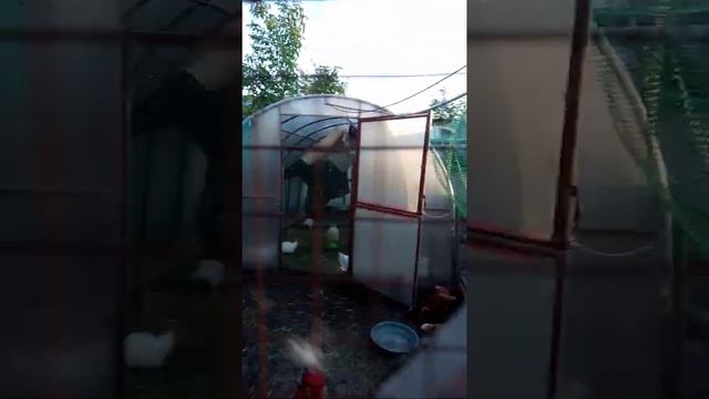 Утки агидель смотреть онлайн