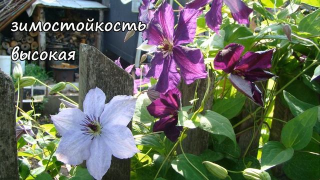 Клематисы. Skyfall (Cкайфол) смотреть онлайн