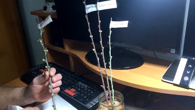 Зацветет ли ПЕРСИК в этом году??? смотреть онлайн