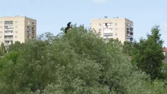 Коршун в полете смотреть онлайн