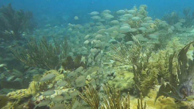 Andrew Debbie & Yanni - Emerald Neptune Reef July 5, 2022 Miami Beach￼ смотреть онлайн