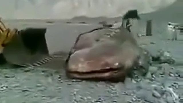 Самый большой сом в мире просто офигеть!!! смотреть онлайн