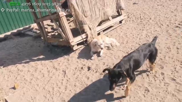 ДОРА. Ни пяди земли мы не отдадим! смотреть онлайн