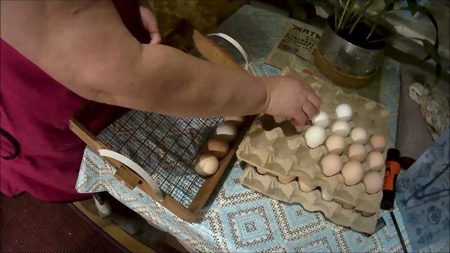 Закладка куриных яиц на инкубацию в Блиц 48 смотреть онлайн