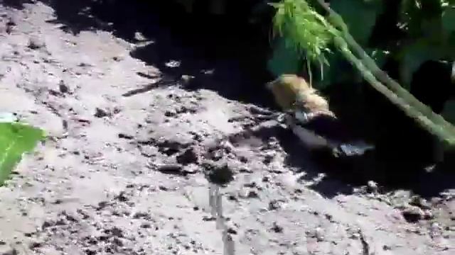 Невероятная птица!!! Бесстрашный Дубонос! смотреть онлайн