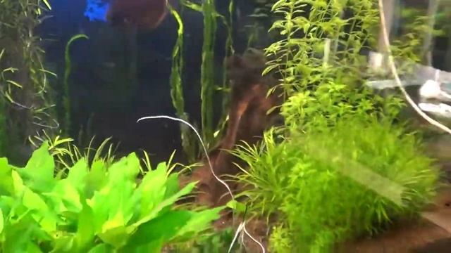 Аквариум, Аквариумные растения смотреть онлайн