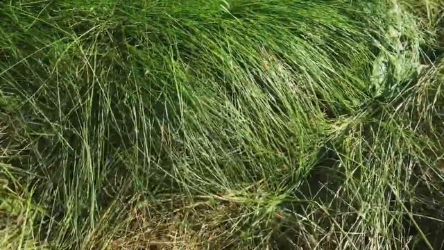 Что произойдёт с газоном если на нем оставить скошенную траву | газон смотреть онлайн