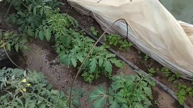 заморозок был . и цвет на алыче подмерз смотреть онлайн