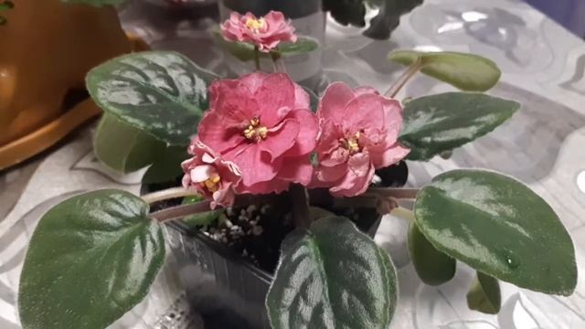 Обзор цветущих фиалок.ЕК-БАБЬЕ ЛЕТО. смотреть онлайн