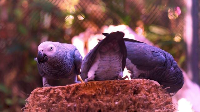 Интересные факты о попугаях