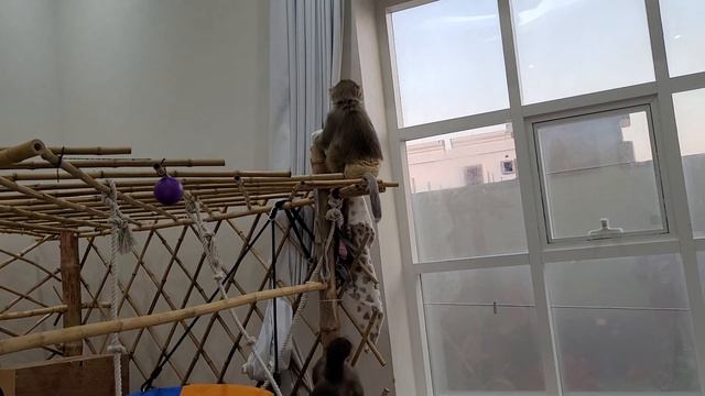 Никуша развлекает Луняшу 🤣 смотреть онлайн