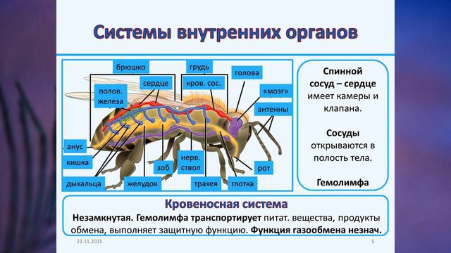 §12 "Транспорт веществ в организме", Биология 6 класс, Сивоглазов смотреть онлайн