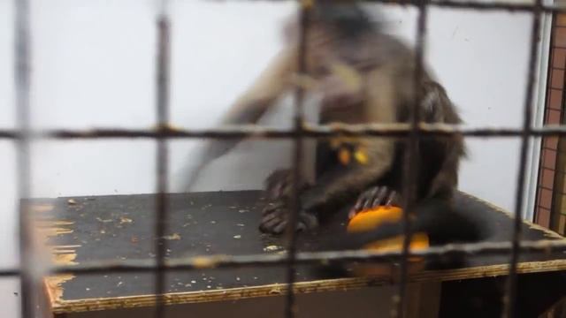 Обезьяна в клетке / A monkey in a cage смотреть онлайн