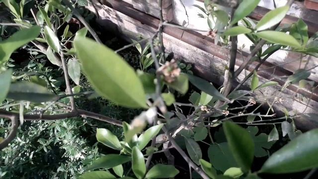 Цитрусовые растения в июне