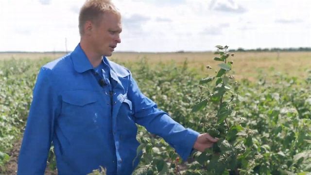 Сорт малины Подарок Кашину. Ремонтантная малина Подарок Кашину, описание и особенности сорта. смотреть онлайн