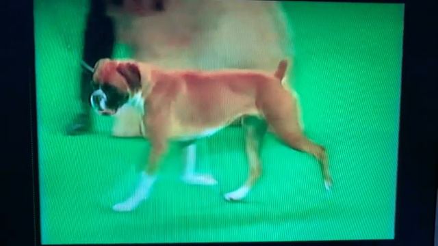 Crufts - Dobermann BOB Winners Various years смотреть онлайн