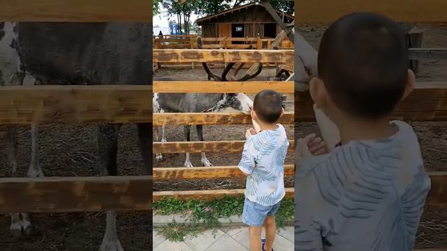 Городская ферма ВДНХ смотреть онлайн