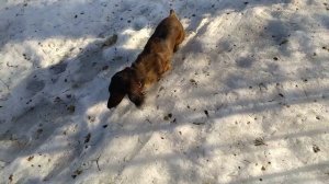 Электронный ошейник для дрессировки собак. Как использовать при подзыве собаки таксы