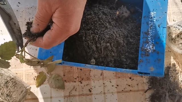 "Размножение ежевики"!/ Самый простой метод, размножения ежевики/! смотреть онлайн