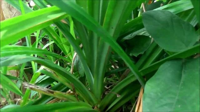 Pandan (Pandanus amaryllifolius) смотреть онлайн