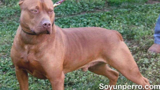 American Pitbull terrier Red Nose - Características y cuidados смотреть онлайн