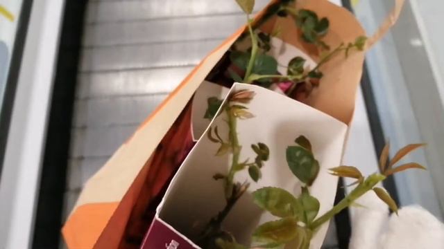 Марафон 10000 шагов ежедневно. 14.02.2021 смотреть онлайн