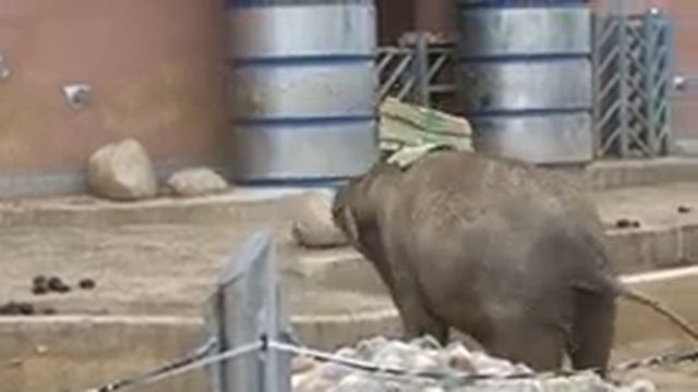 Московский зоопарк 4ч. смотреть онлайн