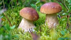 Белые грибы - толкование сонника