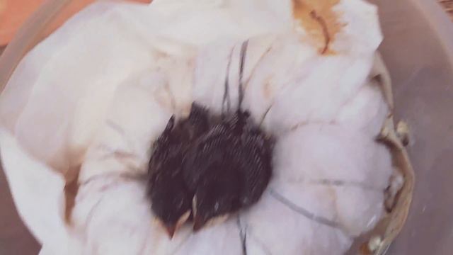 Птенцы ласточек🐦🐦 смотреть онлайн
