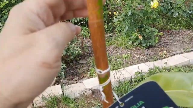 MAGNOLIA GRANDIFLORA вечнозелёная?Посадка?Почва для магнолий и гортензий?Мои магнолии и гортензии.