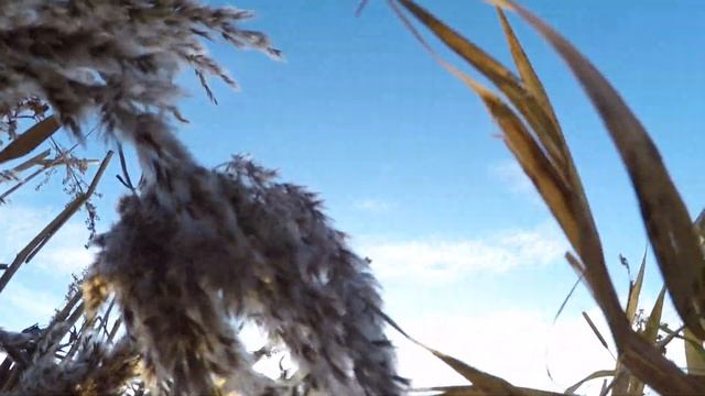 Охота на снежного гуся в Канаде 2019 смотреть онлайн